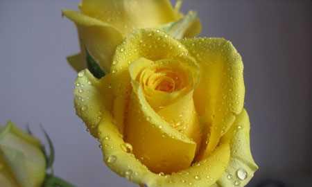 黄玫瑰的花语与意义（揭秘黄玫瑰的神秘面纱，探寻情感中的深层含义）