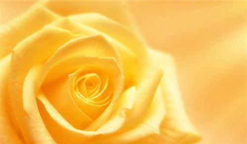 黄玫瑰的花语与意义（揭秘黄玫瑰的神秘面纱，探寻情感中的深层含义）