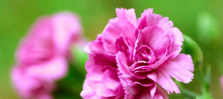 粉色康乃馨花语（传递温暖与爱的象征）