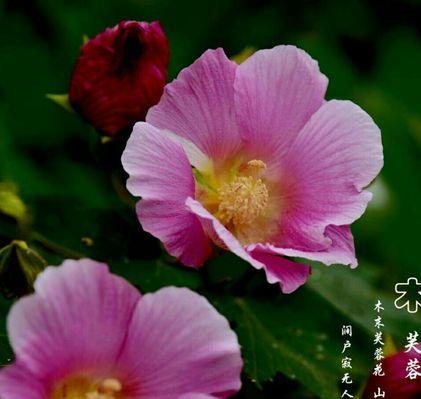 深入了解芙蓉花语（探寻芙蓉花的传奇色彩和文化内涵）