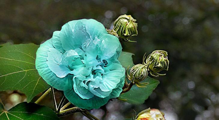 深入了解芙蓉花语（探寻芙蓉花的传奇色彩和文化内涵）