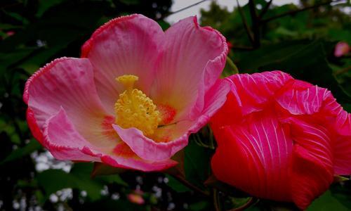 深入了解芙蓉花语（探寻芙蓉花的传奇色彩和文化内涵）