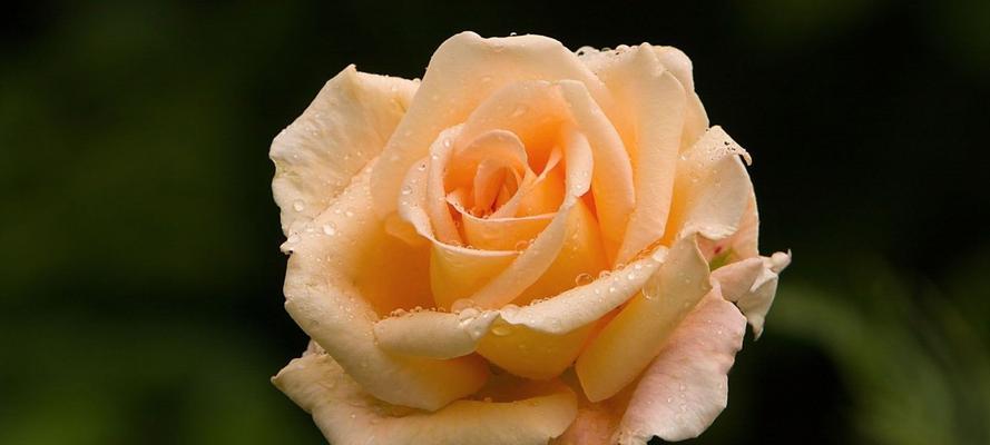 黄玫瑰的花语（传递感恩和友谊的花语）