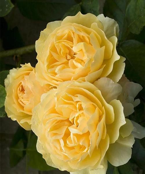 黄玫瑰的花语（传递感恩和友谊的花语）