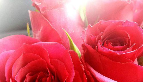 红玫瑰花语解读（探究红玫瑰的意义与象征，了解它在人们心中的重要性）