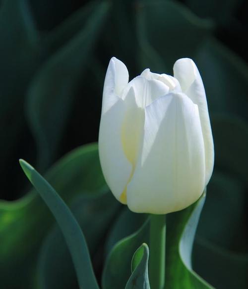 白色郁金香——清新高贵之花（探秘白色郁金香花语，解读花开无声的语言）