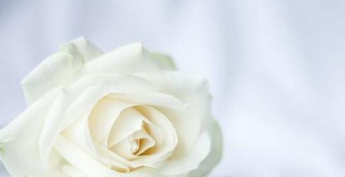 白玫瑰花语的深刻内涵（探寻白玫瑰独特的情感意义与象征）