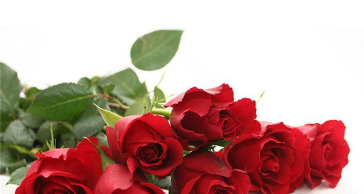 红玫瑰花语的含义（探究红玫瑰的浪漫和情感，让鲜花诉说爱情）