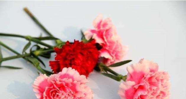 红色康乃馨的花语（传递爱情与热情的花卉，红色康乃馨）