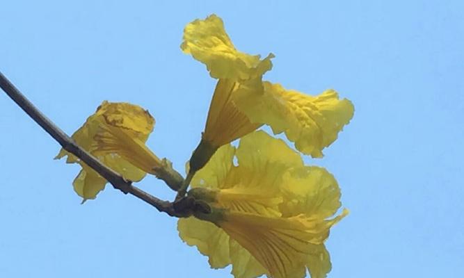 风铃花的花语与含义（探究花语中的清新与雅致）