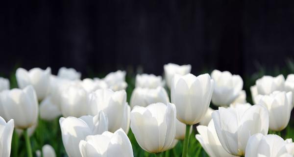 解读白色郁金香的花语（探索白色郁金香所代表的纯洁、敬畏与梦想）