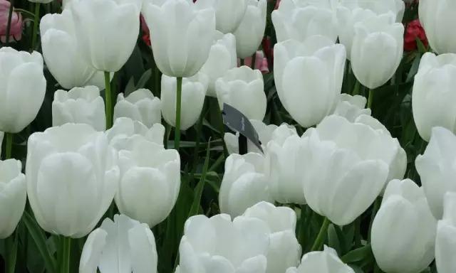 解读白色郁金香的花语（探索白色郁金香所代表的纯洁、敬畏与梦想）