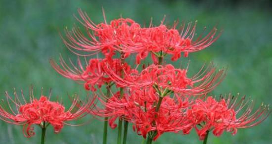 探秘彼岸花，解读其神秘花语（花开花落的轮回，带你领略生命的奇迹）