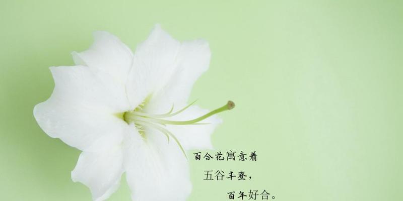 探寻百合花语的深刻内涵（解析百合花语，了解花语文化的魅力所在）