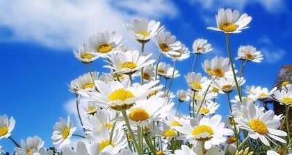 幸福之花——探寻雏菊花语的含义（传递希望和勇气的花朵，有哪些不为人知的秘密？）