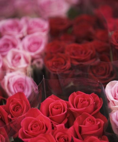 浪漫之花——粉玫瑰代表的意义（美丽、甜蜜、真爱，解析粉玫瑰的吉祥寓意）