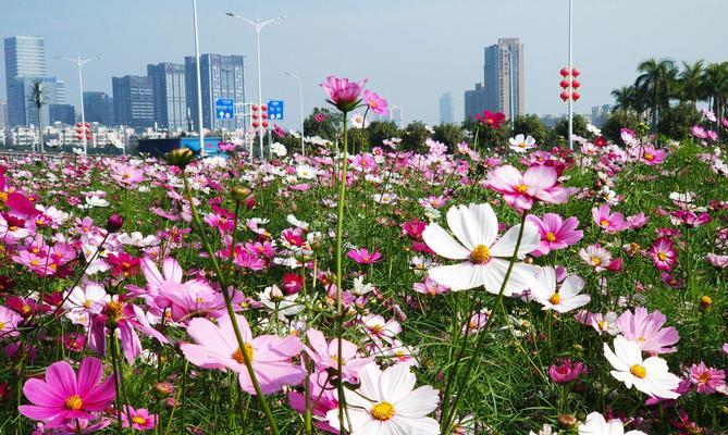 波斯菊的花语（探究波斯菊所传递的情感信息）