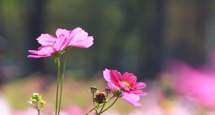 格桑花之美（传承着藏族文化的花朵）