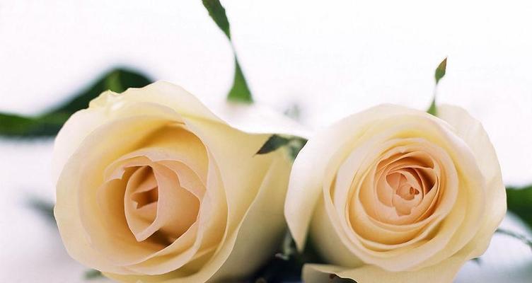 白色玫瑰花语（探究白色玫瑰背后的含义与故事）