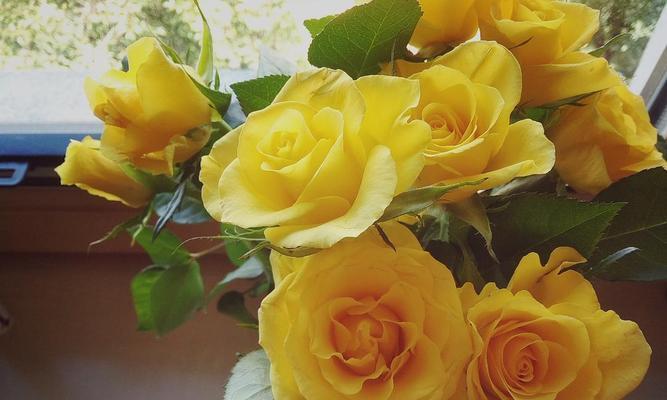黄玫瑰花语-珍贵友谊的象征（探寻黄玫瑰的花语之谜）