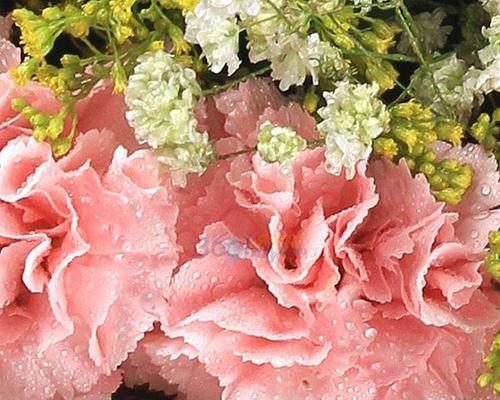 探寻粉色康乃馨的花语（透过花朵传递的情感）