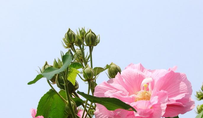 芙蓉花语——飘逸高贵（探秘古老传说中的芙蓉花，一花一世界）