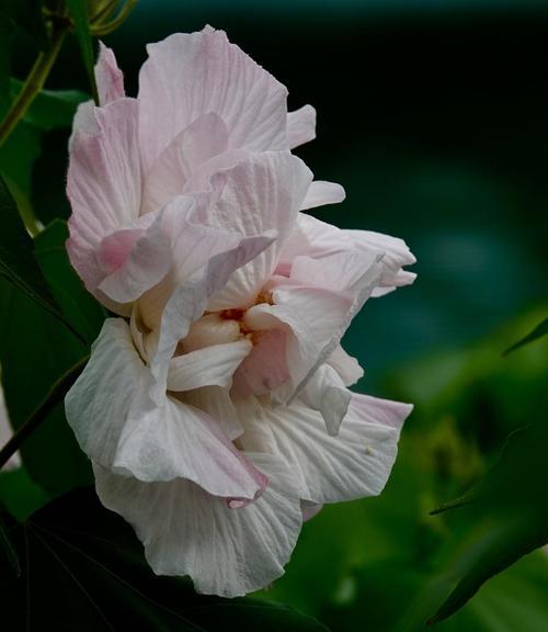 芙蓉花语——飘逸高贵（探秘古老传说中的芙蓉花，一花一世界）