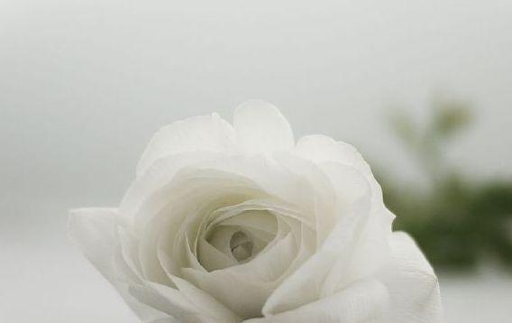 白玫瑰代表什么？（探究白玫瑰的象征意义和文化内涵）
