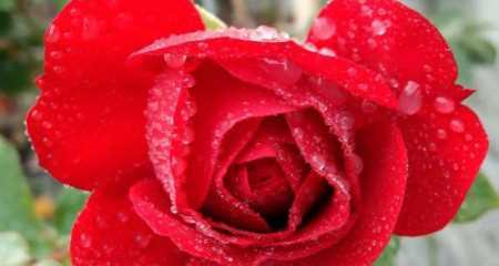 红色玫瑰花语（用红色玫瑰告诉你“我爱你”）