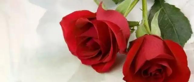 红色玫瑰花语（用红色玫瑰告诉你“我爱你”）