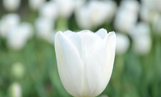 白色郁金香，优美的花语（探寻白色郁金香的花语之谜）
