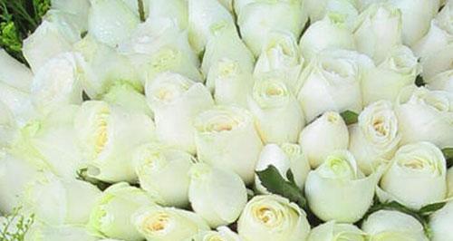 白玫瑰花语传递的爱情信仰（纯洁之美，爱的誓言）