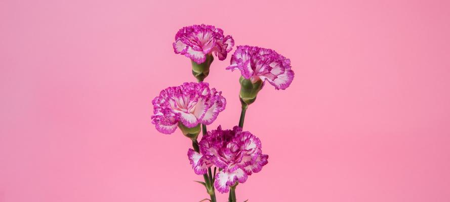 解读粉色康乃馨的花语（表达爱意的最佳选择，探究康乃馨的含义和象征）