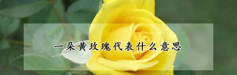 黄玫瑰花语大揭秘（鲜花也有情感，为您解密黄玫瑰的代表意义）