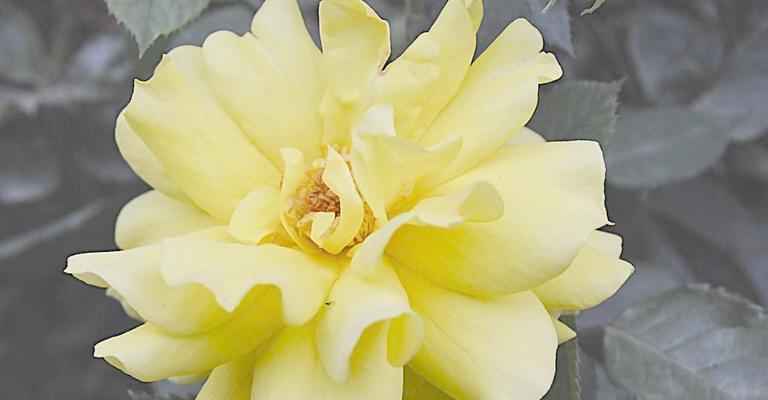 黄玫瑰花语大揭秘（鲜花也有情感，为您解密黄玫瑰的代表意义）