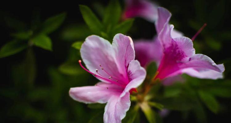 杜鹃花语-爱情的盛开（探寻杜鹃花语的涵义，揭秘它背后的神秘力量）