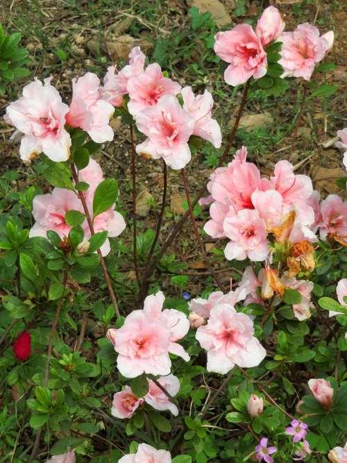杜鹃花语-爱情的盛开（探寻杜鹃花语的涵义，揭秘它背后的神秘力量）