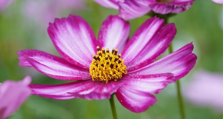 格桑花的花语（探寻藏区最美的“国花”）