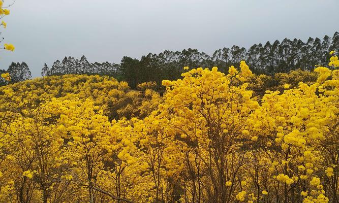 传递美好，风铃花的花语（美好、守护、祝福——风铃花的深刻寓意）