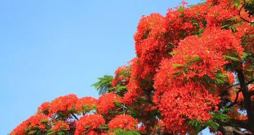 凤凰花，蓝天下的明珠（凤凰花的花语及花卉知识）