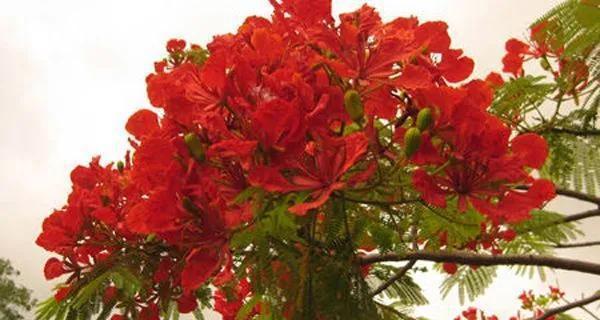 凤凰花，蓝天下的明珠（凤凰花的花语及花卉知识）