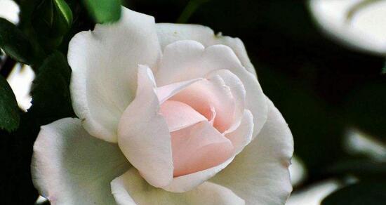 白蔷薇花语剖析（探究白蔷薇的多重含义）