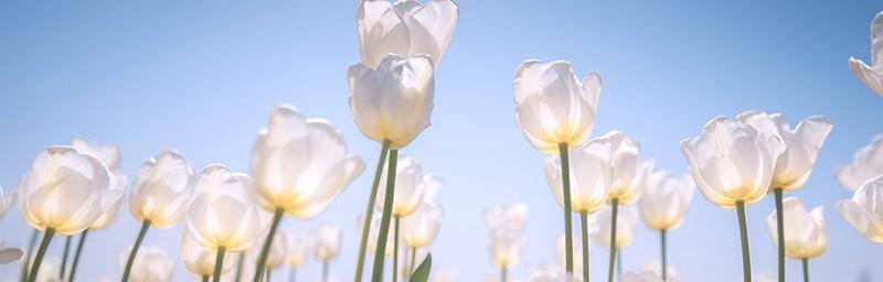 白色郁金香的花语（传递纯洁与优雅的美好）