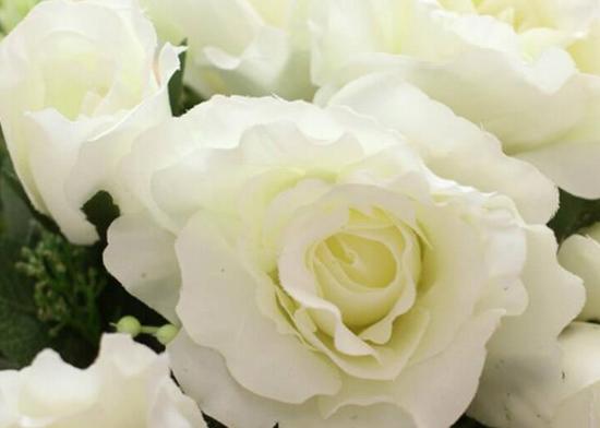 白玫瑰花语的深刻含义（探究白玫瑰的象征意义，传达爱情与敬意）