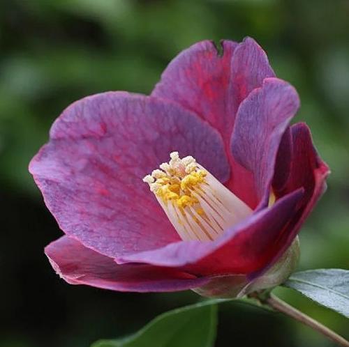 茶花——美丽、优雅的花语之花（茶花——蕴含着诸多情感和寓意的花卉）