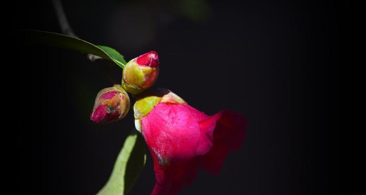 茶花——美丽、优雅的花语之花（茶花——蕴含着诸多情感和寓意的花卉）