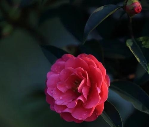 茶花——美丽、优雅的花语之花（茶花——蕴含着诸多情感和寓意的花卉）
