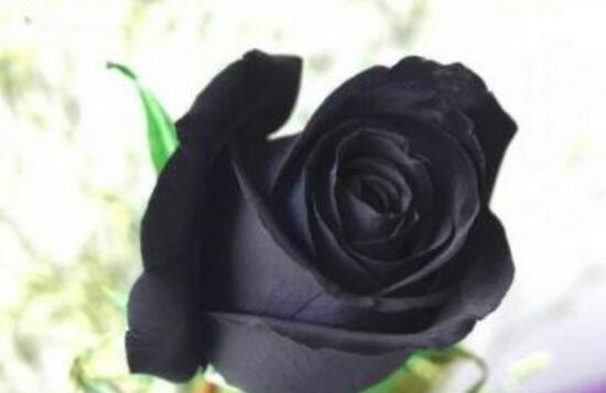 黑玫瑰的花语与意义（深情不变的黑玫瑰，它代表了什么？）