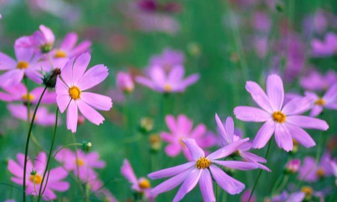 《波斯菊花语》（探究花海中的情感语汇）