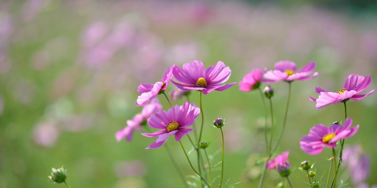 《波斯菊花语》（探究花海中的情感语汇）